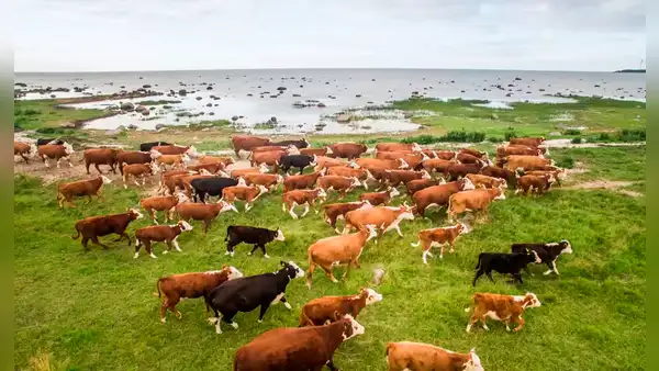 Un rebaño de vacas fue abandonado hace 130 años en una isla desierta, y un estudio genético dejó sorprendidos a los científicos
