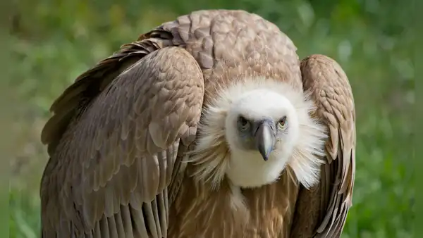 Científicos descubren por primera vez a buitres nativos devorando huevos de una temida especie invasora del sur de EE. UU.