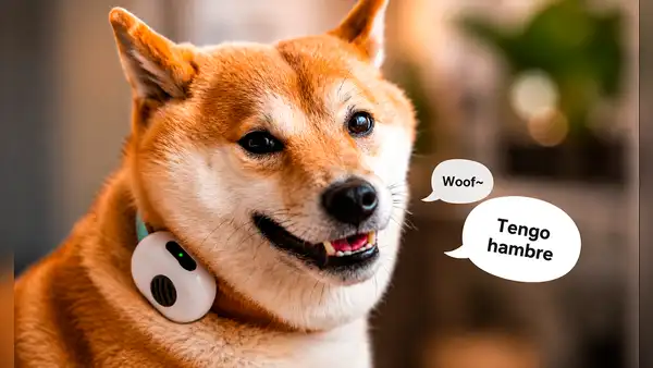 China lanza un collar con IA para perros y gatos que traduciría sus sonidos y movimientos con 95% de efectividad