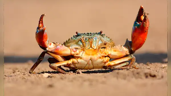 ¿Cuándo los cangrejos desarrollaron su forma de caminar de lado?