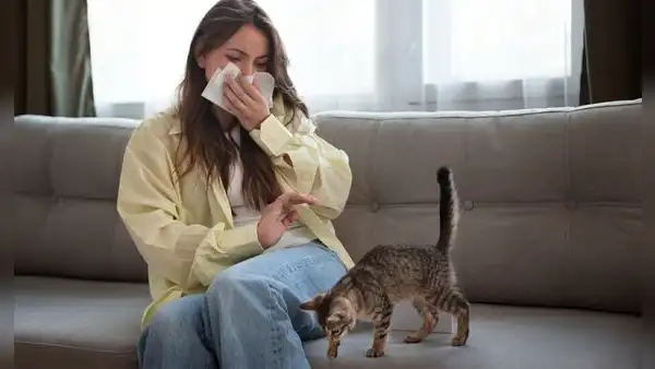 La verdadera causa de la alergia a los gatos: por qué el pelo no es el problema, según la ciencia