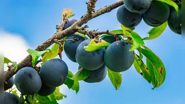 Esta fruta tropical de América Latina es clave para mejorar la digestión, proteger la piel y fortalecer tus defensas