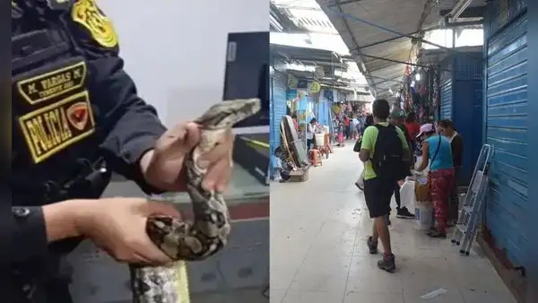 Mercado Modelo de Chiclayo: hallan boa en un costal y sujeto que la abandonó escapó de la policía