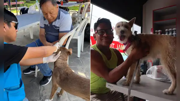Este distrito de Lima Metropolitana realizará una campaña veterinaria GRATIS el viernes 5 de junio: conoce el horario y lugar de atención