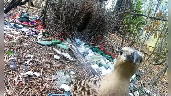 Unas aves australianas estan recolectando frascos, billetes alambres e incluso esposas para impresionar a las hembras