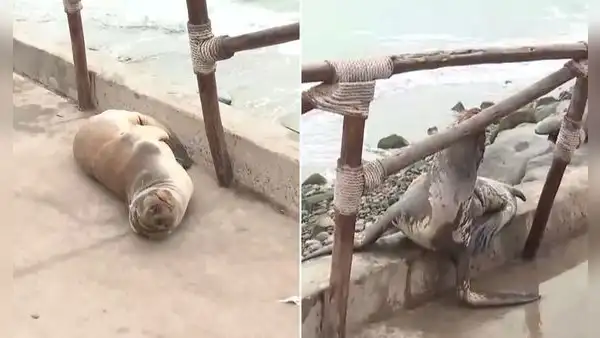 Lobo marino lucha por regresar al mar tras quedar varado en playa Los Yuyos de la Costa Verde por fuerte oleaje