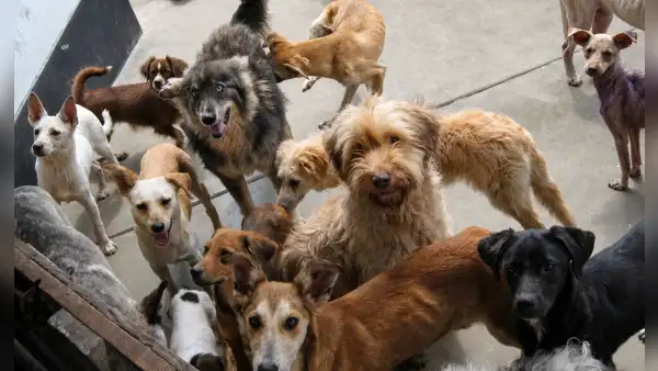 Piden al Congreso acelerar aprobación de ley para que colegios enseñen tenencia responsable de mascotas