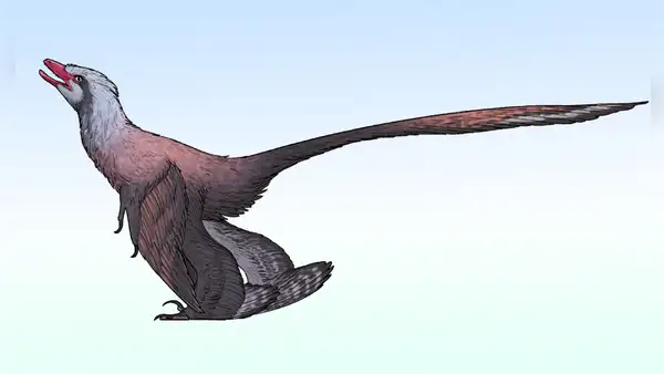 China descubre un nuevo dinosaurio con plumas: tenía 4 alas y una cola parecida a la de un pavo real