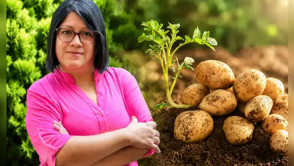 Científica peruana gana premio mundial de alimentación por crear papas biofortificadas para combatir la anemia