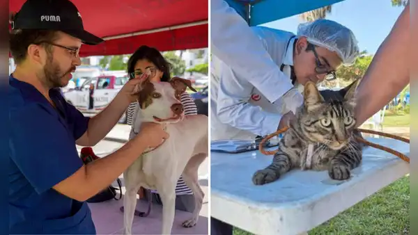 Municipalidad de Lima realizará campaña veterinaria gratuita para mascotas este 9 de julio: conoce dónde será y qué servicios ofrecerá