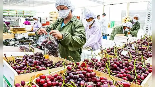Boom agroexportador: Perú alcanza hito histórico de US$ 15.000 millones en 2025