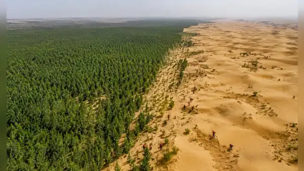 Los 66 mil millones de árboles plantados por China en la Gran Muralla Verde ahora tienen un problema: crecen más rápido que los bosques naturales