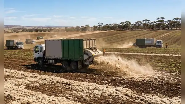 Australia comenzó a esparcir la lana de las ovejas en los campos de cultivo: científicos buscan combatir la sequía