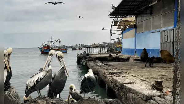 Niño Costero: pelícanos y gaviotas mueren en Pisco ante calentamiento del mar y falta de alimentos