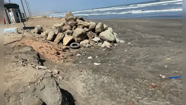 Fenómeno El Niño arrasa con la vida de aves marinas en Piura, Lambayeque y Trujillo