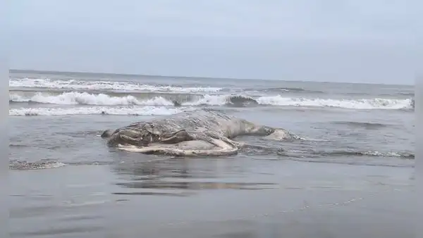 Enorme ballena jorobada de 12 metros aparece muerta en playa San José, en Lambayeque: autoridades investigan las causas