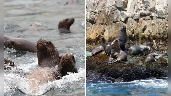 Alerta en Ica por la muerte inusual de lobos marinos en dos áreas naturales protegidas: Minam y Sernanp activan vigilancia