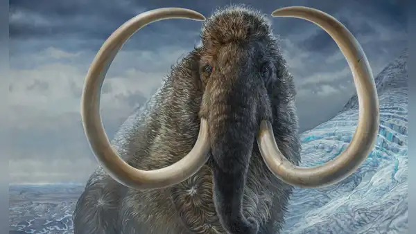 Científicos pensaron que eran huesos de mamut y los guardaron durante 70 años, pero resultaron ser de un animal muy diferente