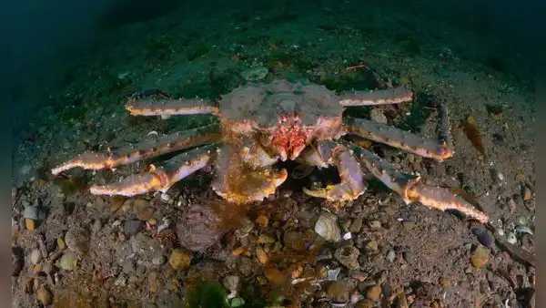 Científicos soviéticos liberaron cangrejos de hasta dos metros de largo en mares europeos: décadas después, se desató el caos