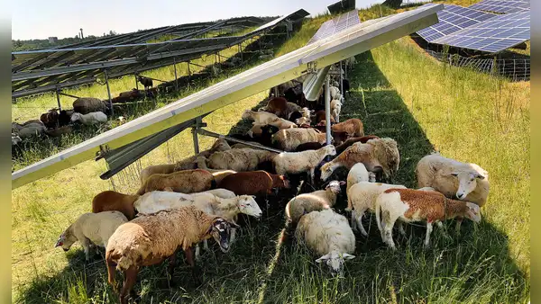 Una empresa pone 100 ovejas para pastar debajo de 31.000 paneles solares y demuestra cómo coexisten la agricultura y la energía