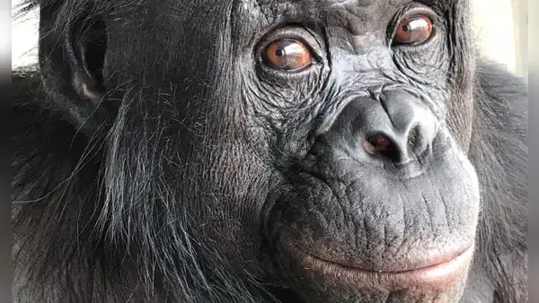 Unos científicos pusieron dos tazas frente a un primate y el animal hizo algo que se creía exclusivo de los humanos