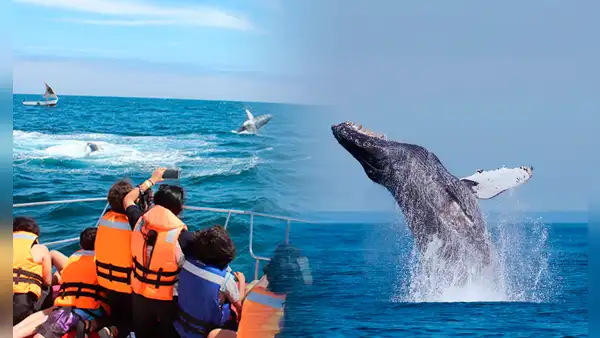 Perú inicia la temporada de avistamiento de ballenas 2026: fechas, lugares y cuánto cuesta el tour para observar estos cetáceos marinos