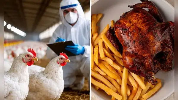 ¿El Día del Pollo a la Brasa está en riesgo por gripe aviar? Infectólogo aclara si es seguro consumirlo tras la alerta de Senasa