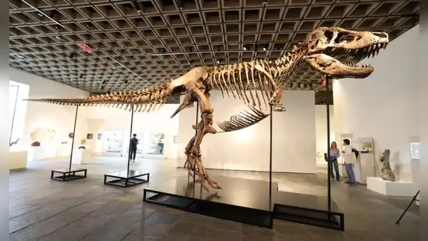 Un T. Rex gigante llamado ‘Gus’ fue vendido por US$ 50.1 millones y se convierte en el fósil de dinosaurio más caro