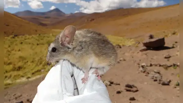 Un roedor de los Andes es el único mamífero capaz de vivir a 6700 metros, bajo temperaturas de congelación y casi sin oxígeno