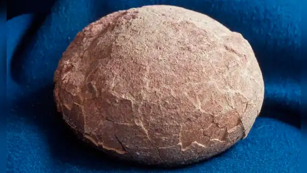 Unos científicos abrieron un huevo fósil esperando encontrar un embrión de dinosaurio, pero descubrieron un tesoro brillante de 70 millones de años