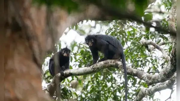 Una nueva especie para la ciencia: un mono que se escondía en la selva tropical del Congo
