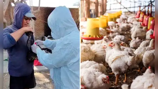 Senasa confirma brote de gripe aviar en Chiclayo: sacrifican 54 aves y descartan riesgo por consumir pollo o huevos