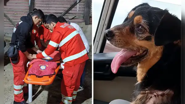 Bomberos dan último adiós a Carbón, perrito que acompañó sus labores por seis años: “Nos deja un gran vacío”