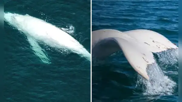 Avistan nuevamente a Suru, la rara ballena jorobada blanca, en el mar de Piura: recorrió miles de kilómetros desde Costa Rica