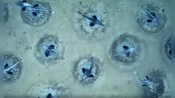 Científicos descubrieron una ciudad submarina de 60 millones de nidos de peces bajo una plataforma de hielo en la Antártida