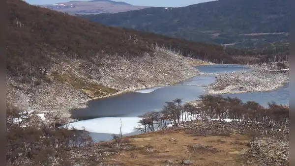 El experimento que salió mal en Argentina: liberaron este animal y ahora destruye los bosques milenarios de la Patagonia