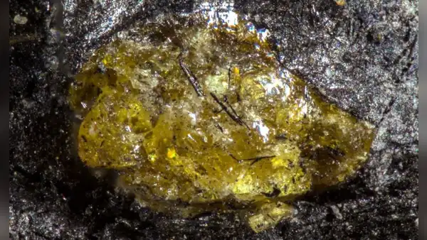 China descubre el ámbar más antiguo del mundo: 385 millones de años del periodo Devónico