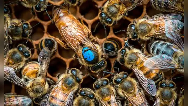 Científicos descubren un mecanismo oculto en el cerebro de las abejas que les asigna sus tareas