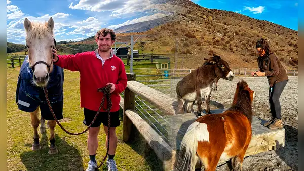El programa que permite vivir gratis en Nueva Zelanda a cambio de cuidar una granja de animales rescatados 2 horas al día: así funciona
