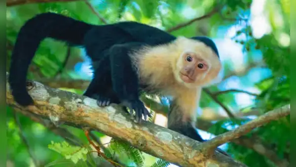 Científicos costarricenses colocaron una pantalla táctil con IA en un bosque salvaje: 16 monos la usaron para obtener plátanos de recompensa