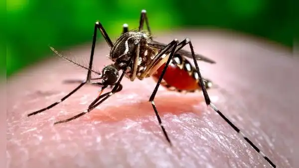 Este mosquito se está volviendo cada vez más resistente a los insecticidas más letales: una enzima le permite neutralizar parte del compuesto químico