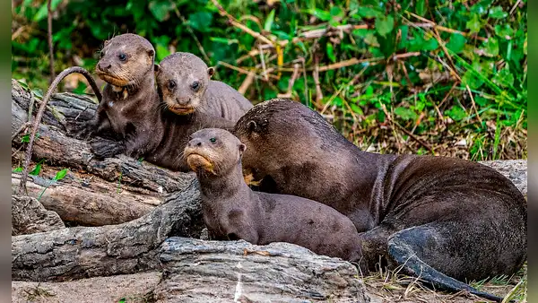 Este animal desapareció durante cuatro décadas de una reserva natural de Sudamérica: ahora volvió para recuperar el equilibrio del ecosistema