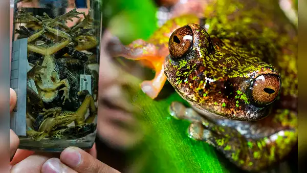 Descubren en Costa Rica una nueva especie de rana: tiene menos de cuatro centímetros, presenta manchas oscuras y es "cafetera"