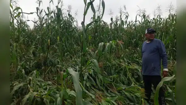 Ica: “Vientos Paracas” destruyen más de 60 hectáreas de cultivos de maíz en valle de Pisco