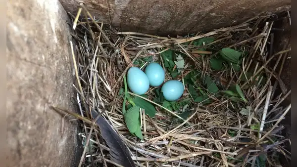 Muchas aves comenzaron a colocar plantas frescas en sus nidos: los científicos descubren que los pichones nacen más sanos