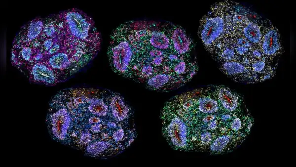 Un avance sin precedentes: científicos construyeron cerebros en miniatura que pueden percibir el paso del tiempo