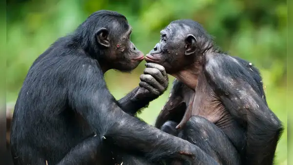 Unos investigadores descubrieron que 2 especies de primates pueden recordar a sus antiguos amigos: uno de ellos reconoció a su hermana después de 26 años de separación