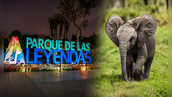 Dos gigantes llegan a Lima: Parque de las Leyendas alista nuevo hogar para dos elefantes africanos traídos desde México