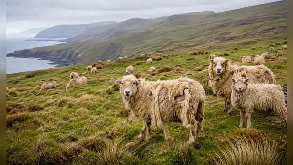 Hace casi 90 años abandonaron a más de 3.000 ovejas en una isla: se multiplicaron sin humanos, dañaron la flora nativa y desataron una controversia por el futuro del ecosistema