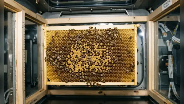 La NASA envió 3300 abejas al espacio para hacer panales sin gravedad: desde chocar contra las paredes hasta construir una estructura de 200 cm